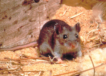 Hantavirus