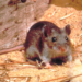 Hantavirus