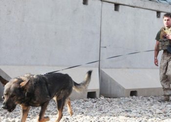 Pentagon denies, criticizes viral reports that US left service dogs in Afghanistan