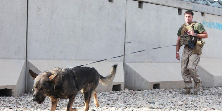 Pentagon denies, criticizes viral reports that US left service dogs in Afghanistan
