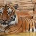 Man mauled at Zoo called 911 himself to say he was ‘being attacked by a tiger