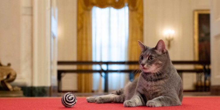 Meet Willow-the Bidens’ New Cat
