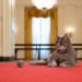 Meet Willow-the Bidens’ New Cat