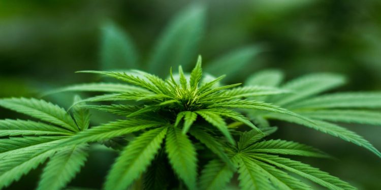smoking marijuana