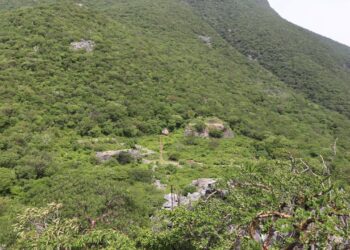 Laser mapping reveals massive ancient Zapotec city in Mexican forest – The Art Newspaper