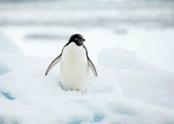The Surprising Link Between Penguin Poop and Cloud Formation