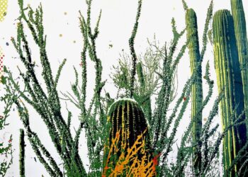 Maura Allen: Capturing the Contemporary Spirit of the American West