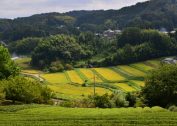 Japan tea farmers miss out on matcha boom as harvest area falls 29%