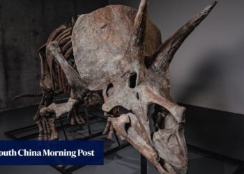 Triceratops skeleton ‘Trey’ to hit the auction block as dinosaur market soars