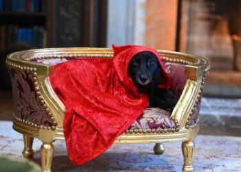 Murder Most Cozy – by Margaret H. Willison and Dame Sophie